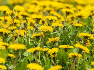 Field of yellow dandelions. Taraxacum officinale, the common dandelion © Dmitrii Potashkin