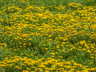 Field of yellow dandelions. Taraxacum officinale, the common dandelion © Dmitrii Potashkin