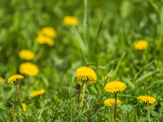 Field of yellow dandelions. Taraxacum officinale, the common dandelion © Dmitrii Potashkin