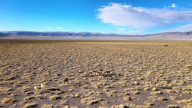 Vicu&ntilde;as graze and wander across a dry high-altitude grassland plain with distant Andean mountains under clear blue sky, useful for wildlife, ecology, and Patagonia landscape stories.