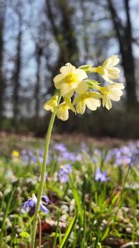 Delicate yellow primrose flowers swaying in the wind on a sunny spring day in a forest meadow