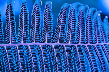 Futuristic neon blue fern frond macro texture with spore dots for cyber ambient background © EkoPriyatno