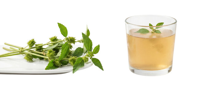 Xanthium strumarium plant and herbal tea glass isolated on transparent background for cocklebur and medicinal Projects infusion liquid beverage green leaves spiky fruit botanical cutout alpha channel
