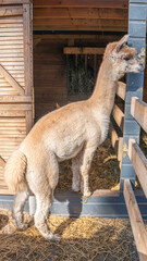 Fototapeta premium Vertical Portrait of a Llama in Natural Outdoor Setting