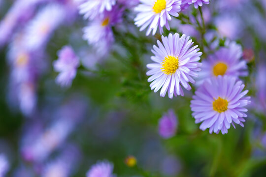 Purple aster flowers with yellow center blooming in garden with soft blurred bokeh background