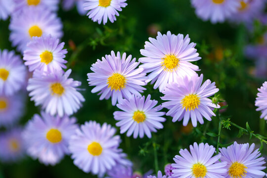 Purple aster flowers with yellow center blooming in garden with soft blurred bokeh background