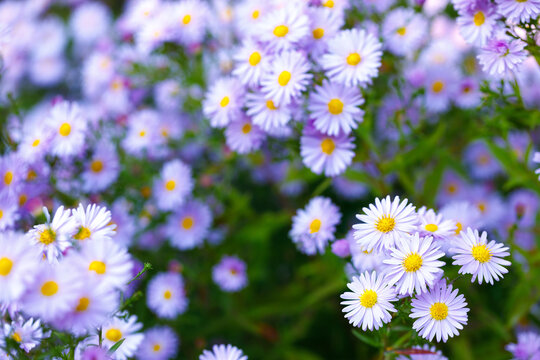 Purple aster flowers with yellow center blooming in garden with soft blurred bokeh background