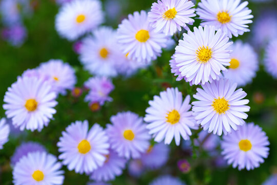 Purple aster flowers with yellow center blooming in garden with soft blurred bokeh background