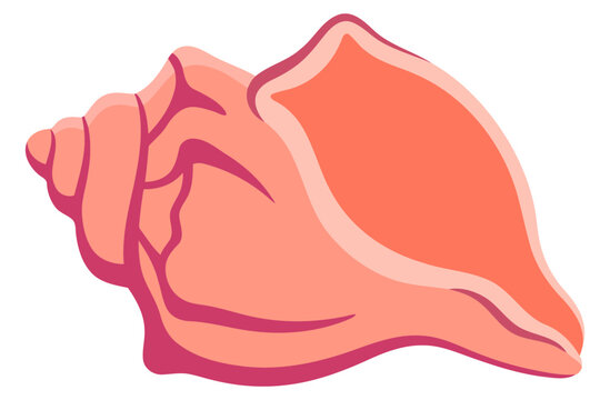 Pink conch seashell illustration