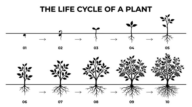 Black and white infographic showing the life cycle of a plant from a small seed growing into a large mature tree bush