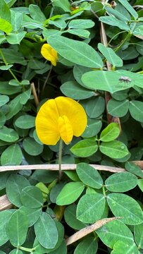 Yellow arachis glabrata flower in the garden