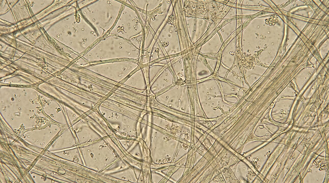 Microscopic view of plant cellulose fibers showing complex network structure for scientific research