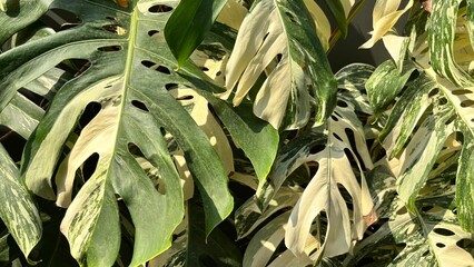 leaves of a white variegated Monstera plant © Syaifudin