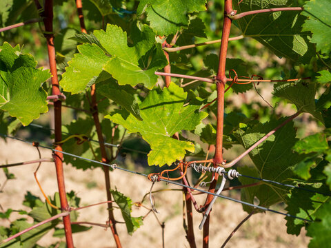 Close-up of green grapevine leaves, reddish stems and tendrils attached to support wires in a vineyard near Valtice, South Moravia, Czech Republic. Detail of cultivated vines in sunlight.