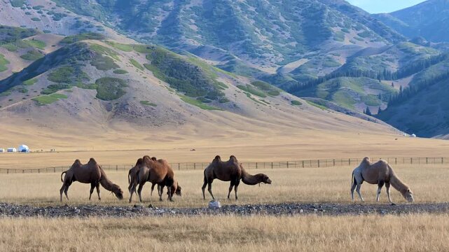 Two Humped Camels Grazing in a Mountain, Xinjiang Province, China