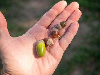 Close-up of four green and brown acorns at different stages of ripening resting in a human hand. Oak tree seeds with caps photographed outdoors in natural sunlight against a blurred background. © Marek