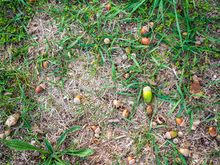 Green and brown acorns scattered on the ground beneath oak trees near Valtice, South Moravia, Czech Republic. Fallen oak seeds among green and dry grass, soil and leaves in natural sunlight. © Marek