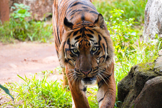 Sumatran tiger walking towards camera in green grass, front face fierce stare, endangered tiger
