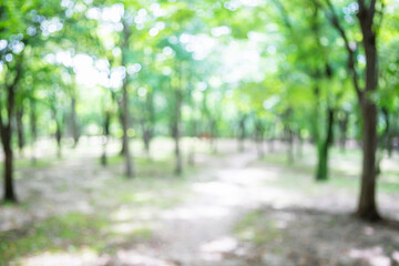 Abstract bokeh background of empty path in green forest with lush trees © spacezerocom