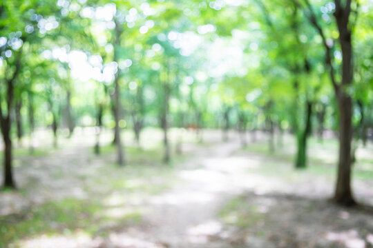 Abstract bokeh background of empty path in green forest with lush trees