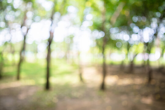 Abstract bokeh background of empty path in green forest with lush trees
