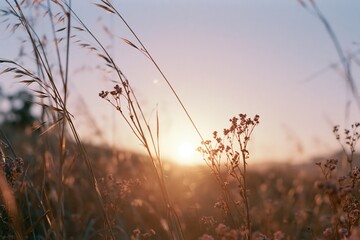 Fototapeta premium The Meadow Bathed in Sunset Light Through Gentle Grasses at Dusk