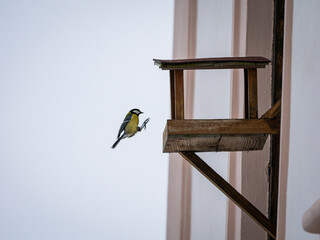 great tit parus major © Filip