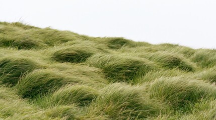 Fototapeta premium Dense wild grass covering a rolling hill under an overcast sky