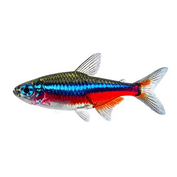 Neon Tetra Fish Profile on White Background. Colorful Freshwater Aquarium Paracheirodon Innesi Macro Cutout