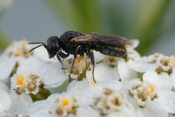 Closeup on a small dark square headed wasp, Lindenius albilabris feeding on white flowering Common Yarrow, Achillea millefolium © Henk