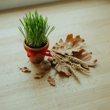 Green wheatgrass in small terracotta pot with autumn leaves and wheat stalks