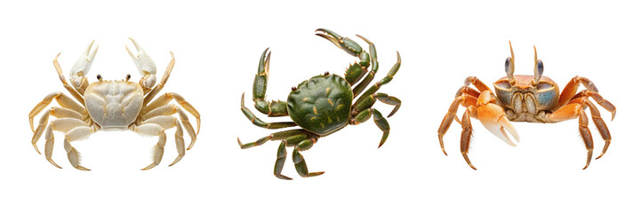 Crab marine animal set for coastal branding packaging beach themes seafood menus and nautical design projects © Anna