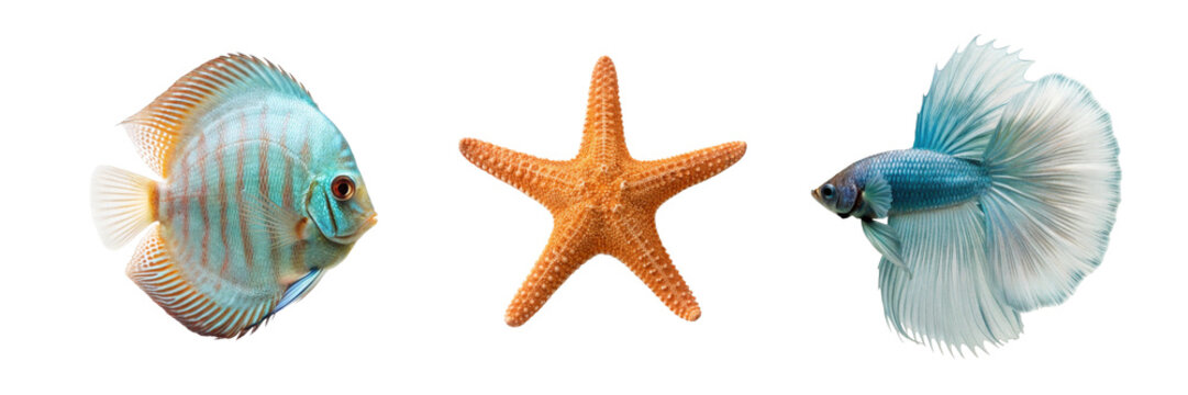 Tropical fish starfish and betta fish, aquatic assets for aquarium branding education and design