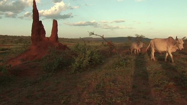 Cattle graze beside a towering red termite mound in the rural countryside of Southern Ethiopia, East Africa.