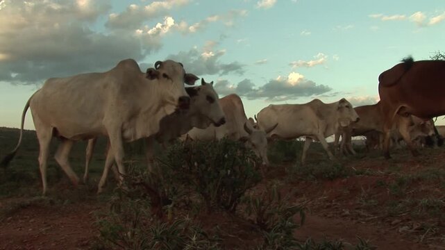 Low-angle view of zebu cattle walking across red-soil pasture beneath a cloudy sky in rural Southern Ethiopia, East Africa.