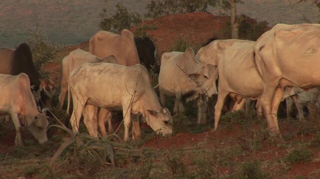 Close-up of a mixed herd of zebu cattle grazing among shrubs on red soil in rural Southern Ethiopia, East Africa.