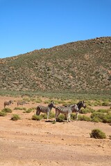 Zebra in the desert © Lily