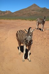zebra crossing the road © Lily