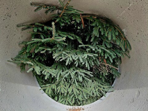 Green spruce growing inside vertical concrete well ring with pine needles