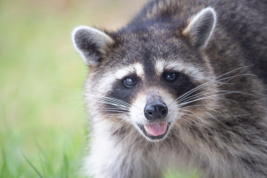 Playful Wild Raccoon Rolling on Its Back in Bright Green Grass