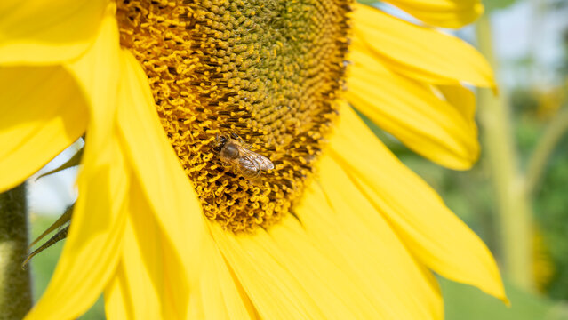 Close Up of Bright Yellow Sunflower Petals and Seed Head in Sunlight