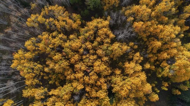 Beautiful drone 90 degree turning circle view over autumn aspen trees and mountains in Colorado