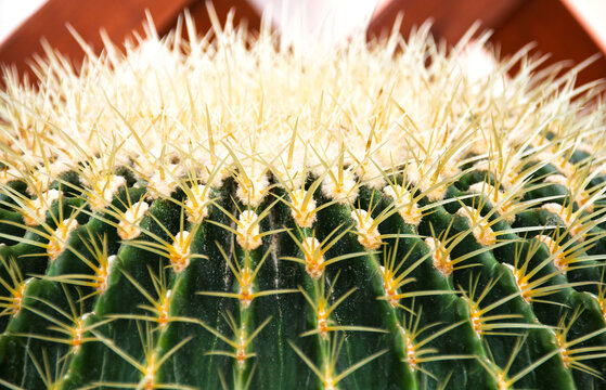 Close-Up of Cactus Spines and Woolly Areoles