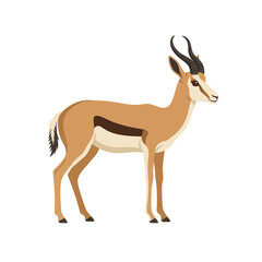 Springbok antelope with distinctive brown white and black markings stands in profile view representing african wildlife and savannah biodiversity in natural habitat. © Waseem