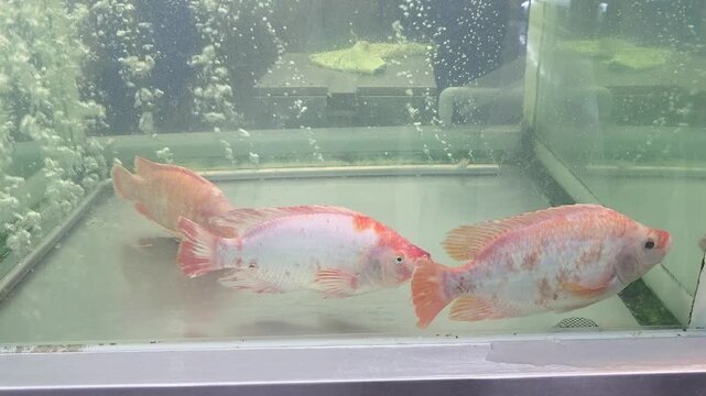 Three active live ruby tilapia fish swimming gracefully in clear water inside aerated glass holding tank with rising oxygen bubbles at supermarket fresh seafood section
