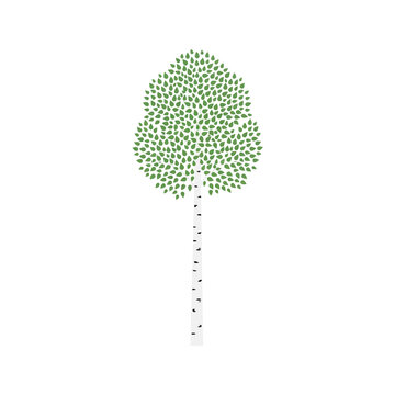 Silver birch tree with white bark and green foliage in minimalist vector style serves well for forest landscape design park mapping and environmental concepts.