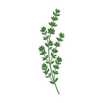 Single fresh sprig of green culinary thyme herb with delicate leaves on thin stems used for seasoning cooking recipes or decorative garden botanical elements.