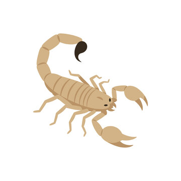 Desert scorpion with segmented tail and sharp stinger for wildlife educational materials or vector graphic designs featuring realistic biological anatomy detail.