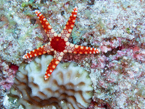 Fromia monilis