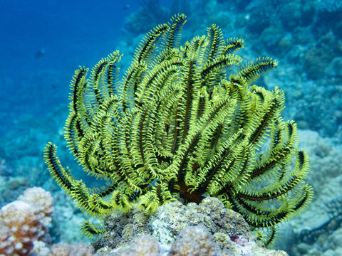 Green Feather-stars